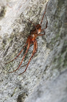 Orb-weaver Cave Spider (Meta bourneti) adult male, in cave, Italy