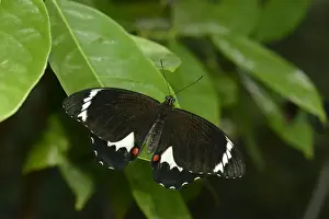 Orchard Swallowtail (Papilio aegeus aegeus) adult female, resting on leaf, Queensland, Australia, November