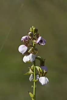 Botswana Prints: orchid - eulophia cucullata - Botswana Okavango delta