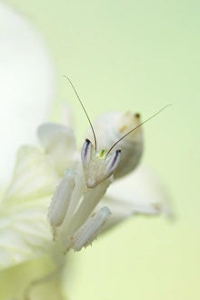 Cryptic Prints: Orchid Mantis (Hymenopus coronatus) adult, camouflaged on orchid flower (captive)