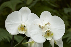 Orchid Mantis (Hymenopus coronatus) adult, camouflaged on phalaenopsis orchid flower (captive)