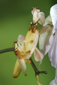 Size Prints: Orchid Mantis (Hymenopus coronatus) adult pair
