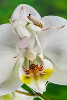Orchid Mantis (Hymenopus coronatus) subadult, waiting for prey, camouflaged on orchid flower, Malaysia (captive)