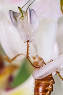 Orchid Mantis (Hymenopus coronatus) subadult, feeding on prey, Malaysia (captive)