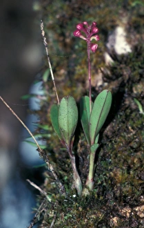 Orchid from Mehe the Seychelles - Angraecum maheense