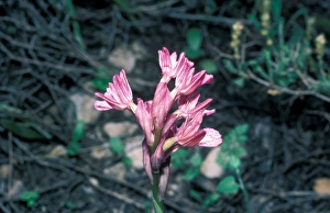 Orchis caspia - a Nectarless Orchid from Israel