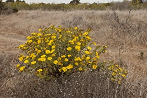 Californian Prints: Oregon Gumplant (Grindelia stricta var)