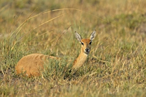 Oribi (Ourebia ourebi) adult female, resting in grass, Kafue N. P. Zambia, September