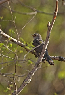 Oriental Cuckoo (Cuculus optatus) adult, perched on branch, Zushan Forest Park, Qinhuangdao, China, may