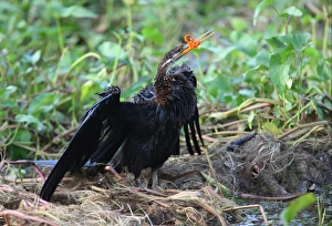 Caught Prints: Oriental Darter (Anhinga melanogaster) adult