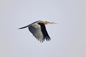 Oriental Darter (Anhinga melanogaster) adult, in flight, Keoladeo Ghana N. P. (Bharatpur), Rajasthan, India