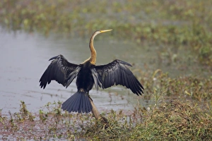 Oriental Darter (Anhinga melanogaster) adult, drying wings, perched on stump in water, Keoladeo Ghana N. P. (Bharatpur), Rajasthan, India