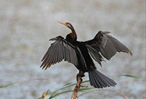 Oriental Darter (Anhinga melanogaster) adult, drying wings, standing on branch at edge of water, Bundala N. P. Sri Lanka, december