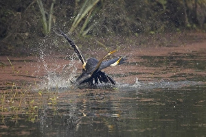 Oriental Darter (Anhinga melanogaster) two adults, fighting in water, Keoladeo Ghana N. P. (Bharatpur), Rajasthan, India
