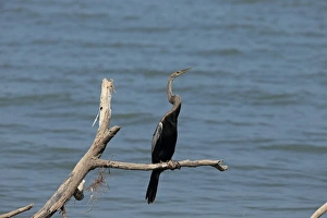 Sri Lanka Prints: Oriental Darter (Anhinga melanogaster) immature