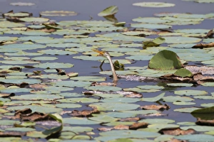 Leaves Prints: Oriental Darter (Anhinga melanogaster) juvenile