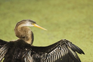 Oriental Darter (Anhinga melanogaster) juvenile, drying wings, Keoladeo Ghana N. P. (Bharatpur), Rajasthan, India