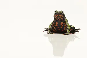 Cut Outs Prints: Oriental Fire-bellied Toad (Bombina orientalis) adult, sitting (captive)