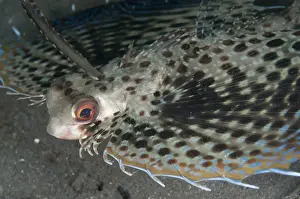 Defence Prints: Oriental Flying Gurnard (Dactyloptena orientalis) adult