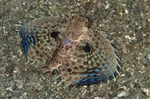 Oriental Flying Gurnard (Dactyloptena orientalis) adult, displaying pectoral fins in defensive posture, Lembeh Straits