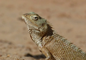 South Asia Prints: Oriental Garden Lizard (Calotes versicolor) adult