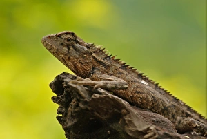 Agamid Prints: Oriental Garden Lizard (Calotes versicolor) adult
