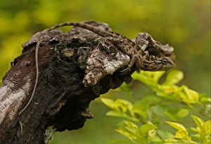 Oriental Garden Lizard (Calotes versicolor) adult, climbing on tree stump, Sri Lanka, december