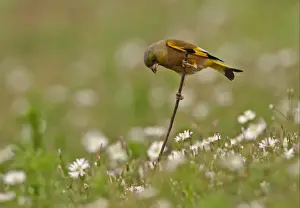 Green Finch Prints: Oriental Greenfinch (Carduelis sinica ussuriensis) adult male