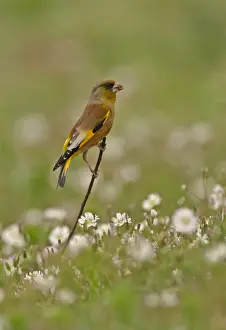 Oriental Greenfinch (Carduelis sinica ussuriensis) adult male, perched on stick amongst flowers, Beidaihe, Hebei, China, may