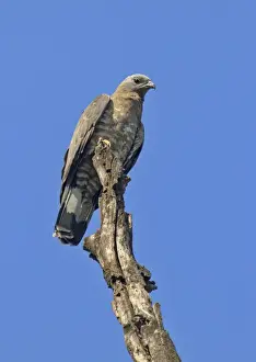 Oriental Honey-buzzard (Pernis ptilorhynchus) adult, perched on dead tree, Kanha N. P. Madhya Pradesh, India, February