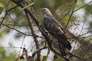 Eastern Prints: Oriental Honey-buzzard (Pernis ptilorhynchus) immature