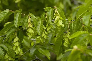 Carpinus Prints: Oriental Hornbeam (Carpinus orientalis) close-up of leaves and fruit, Bulgaria, may