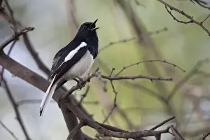 Oriental Magpie-robin (Copsychus saularis) adult male, singing, perched on twig, Keoladeo Ghana N. P. (Bharatpur), Rajasthan, India