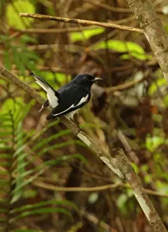 Oriental Magpie-robin (Copsychus saularis ceylonensis) adult male, with tail cocked, perched on branch, Sri Lanka, december