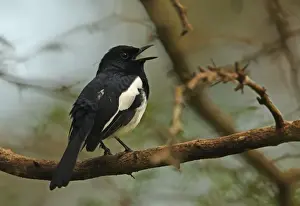 Oriental Magpie-robin (Copsychus saularis ceylonensis) adult male, singing, perched on branch, Sri Lanka, december