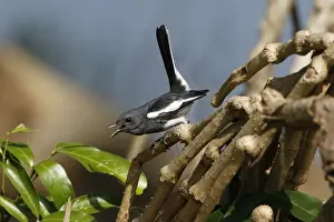 South Asia Prints: Oriental Magpie-robin (Copsychus saularis erimelas) adult female