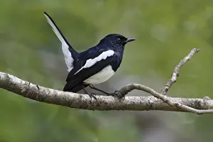 Oriental Magpie-robin (Copsychus saularis erimelas) adult male, with tail cocked, perched on branch, Polonnaruwa