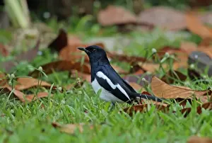 Floor Prints: Oriental Magpie-robin (Copsychus saularis musicus) adult male