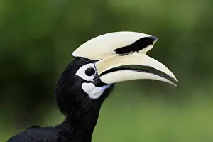 Bill Prints: Oriental Pied Hornbill (Anthracoceros albirostris) adult