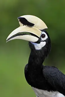 Oriental Pied Hornbill (Anthracoceros albirostris) adult, close-up of head, Labuk Bay, Sabah, Borneo, Malaysia
