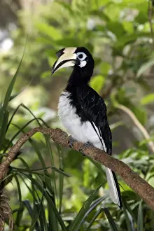 Oriental Pied Hornbill (Anthracoceros albirostris) adult female, perched on branch, Indonesia, march