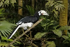 Oriental Pied Hornbill (Anthracoceros albirostris) adult female, perched on branch, Indonesia, march