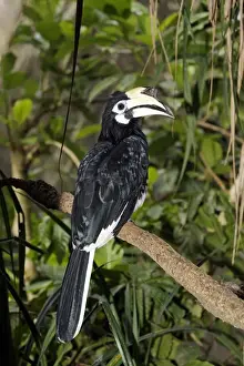 Oriental Pied Hornbill (Anthracoceros albirostris) adult female, perched on branch, Indonesia, march