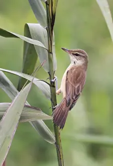 Oriental Reed-warbler (Acrocephalus orientalis) adult, perched on reed stem, Hong Kong, China, november