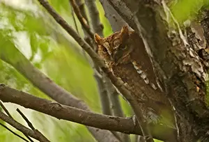 Scops Owl Prints: Oriental Scops-owl (Otus sunia stictonotus) rufous morph