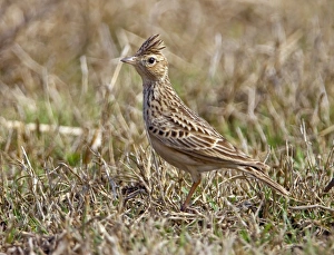 Sky Larks Prints: Oriental Skylark (Alauda gulgula) adult, standing on ground, Rajasthan, India, january