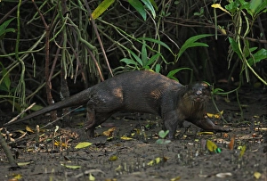 Mangrove Prints: Oriental Small-clawed Otter (Aonyx cinerea) adult