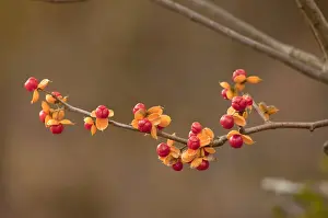 Vine Prints: Oriental Staff Vine (Celastrus orbiculatus) introduced invasive species