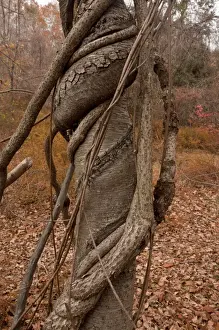 Oriental Staff Vine (Celastrus orbiculatus) introduced invasive species, vines strangling host birch tree in woodland