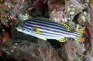 Ship Prints: Oriental Sweetlips (Plectorhinchus orientalis) adult
